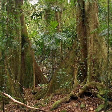 Springbrook Lyrebird Retreatヴィラ エクステリア 写真