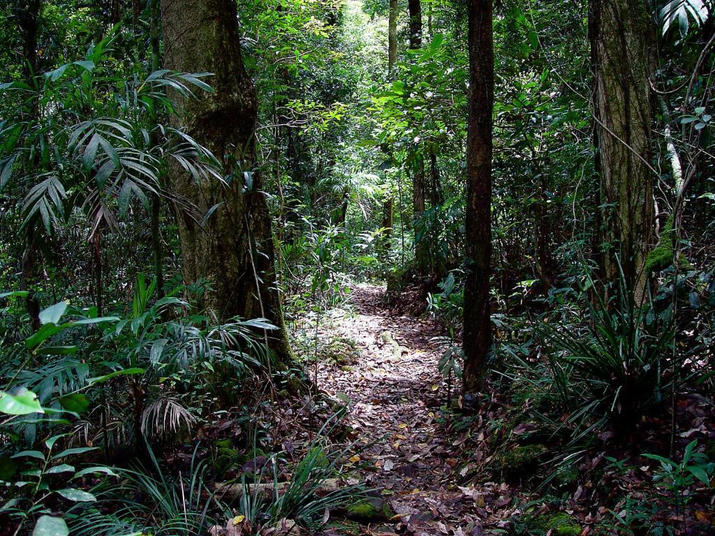 Springbrook Lyrebird Retreatヴィラ エクステリア 写真