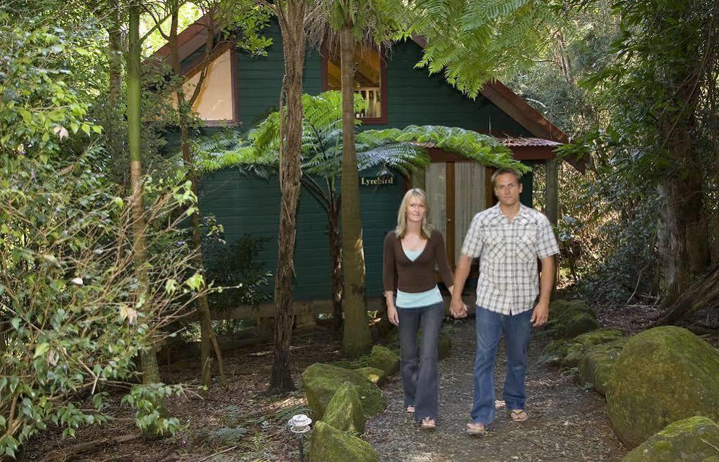 Springbrook Lyrebird Retreatヴィラ エクステリア 写真